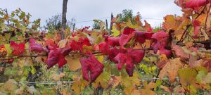 IMG_20231029_153116