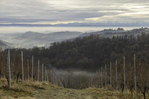 Cinzano_Vezzolano-13