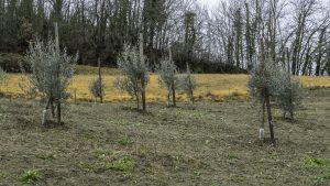 Cinzano_Vezzolano-21