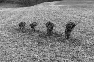 Cinzano_Vezzolano-58