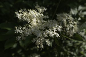 P1003964